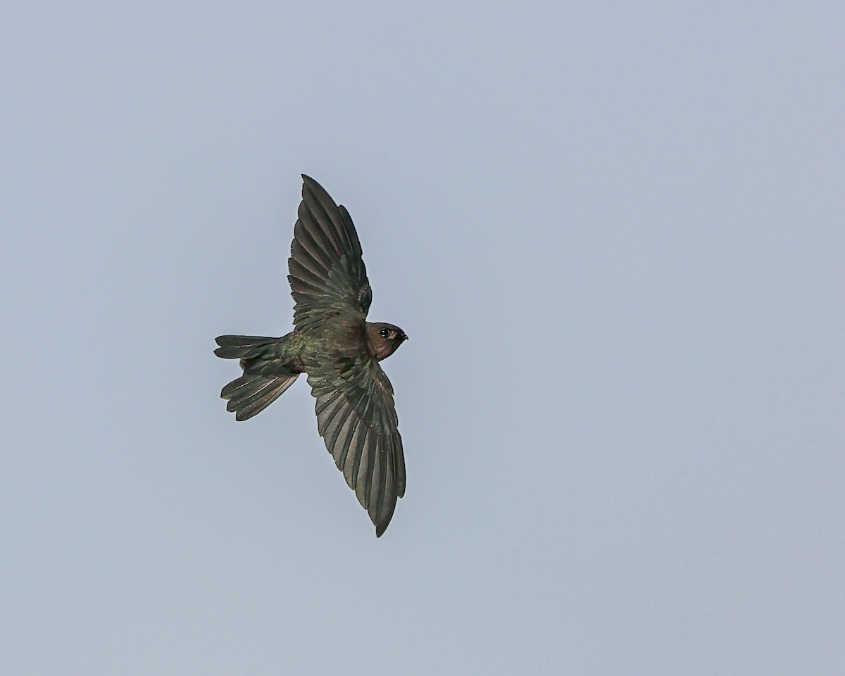 Cave Swiftlet - ML631652619