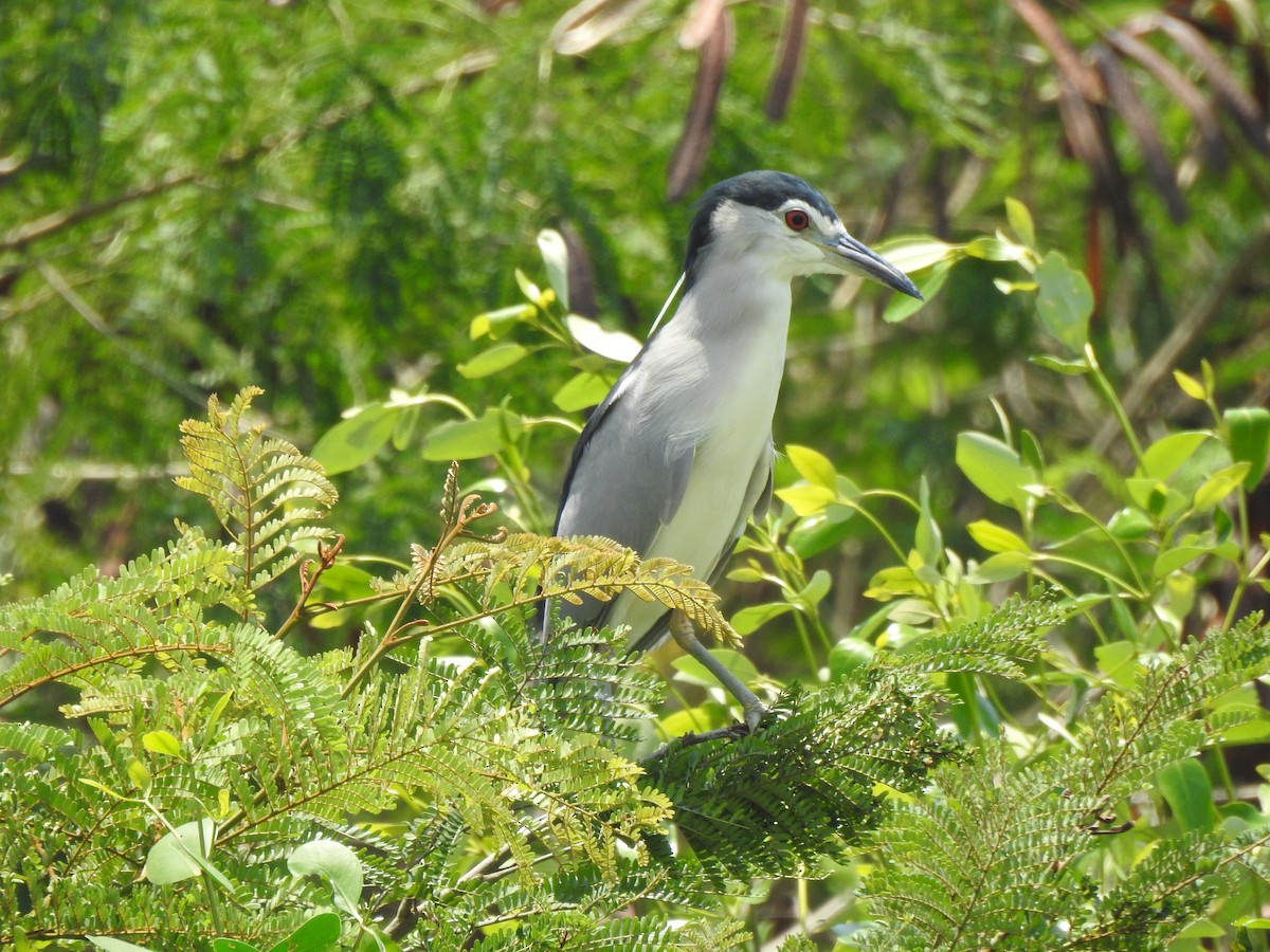 Black-crowned Night Heron - ML631652620