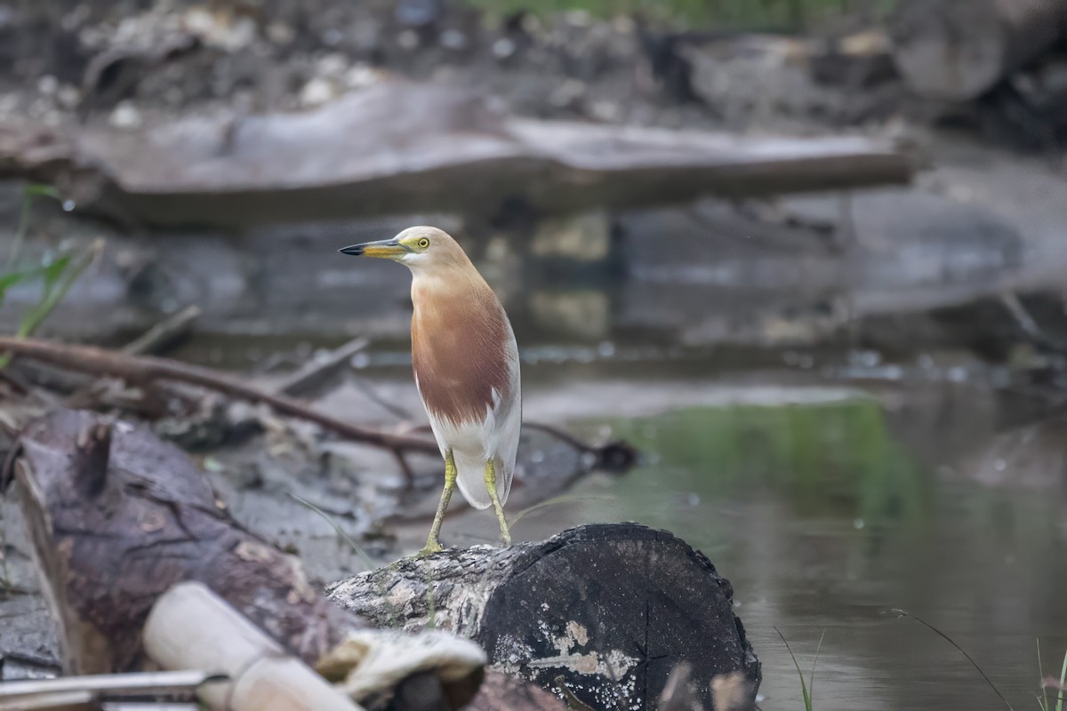 Javan Pond-Heron - ML631652621