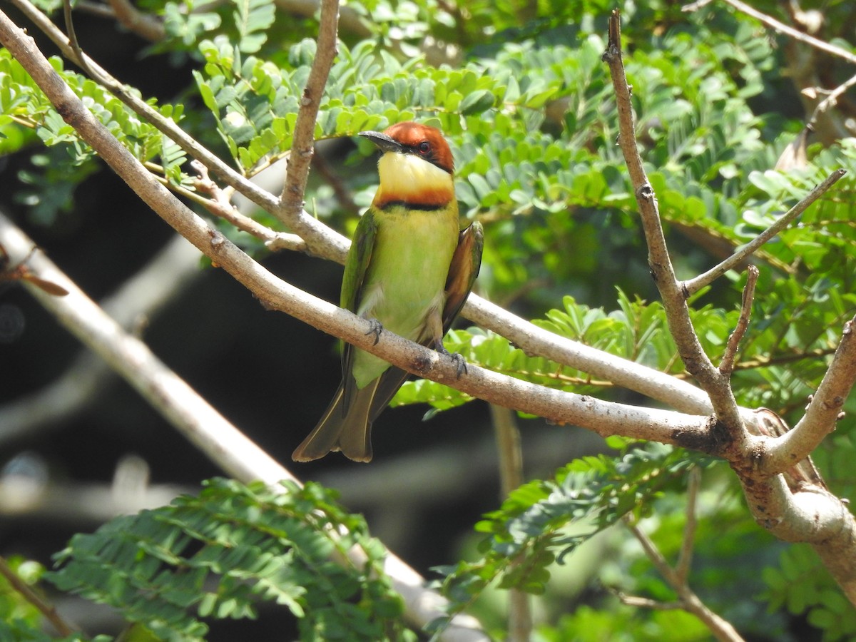 Chestnut-headed Bee-eater - ML631652623