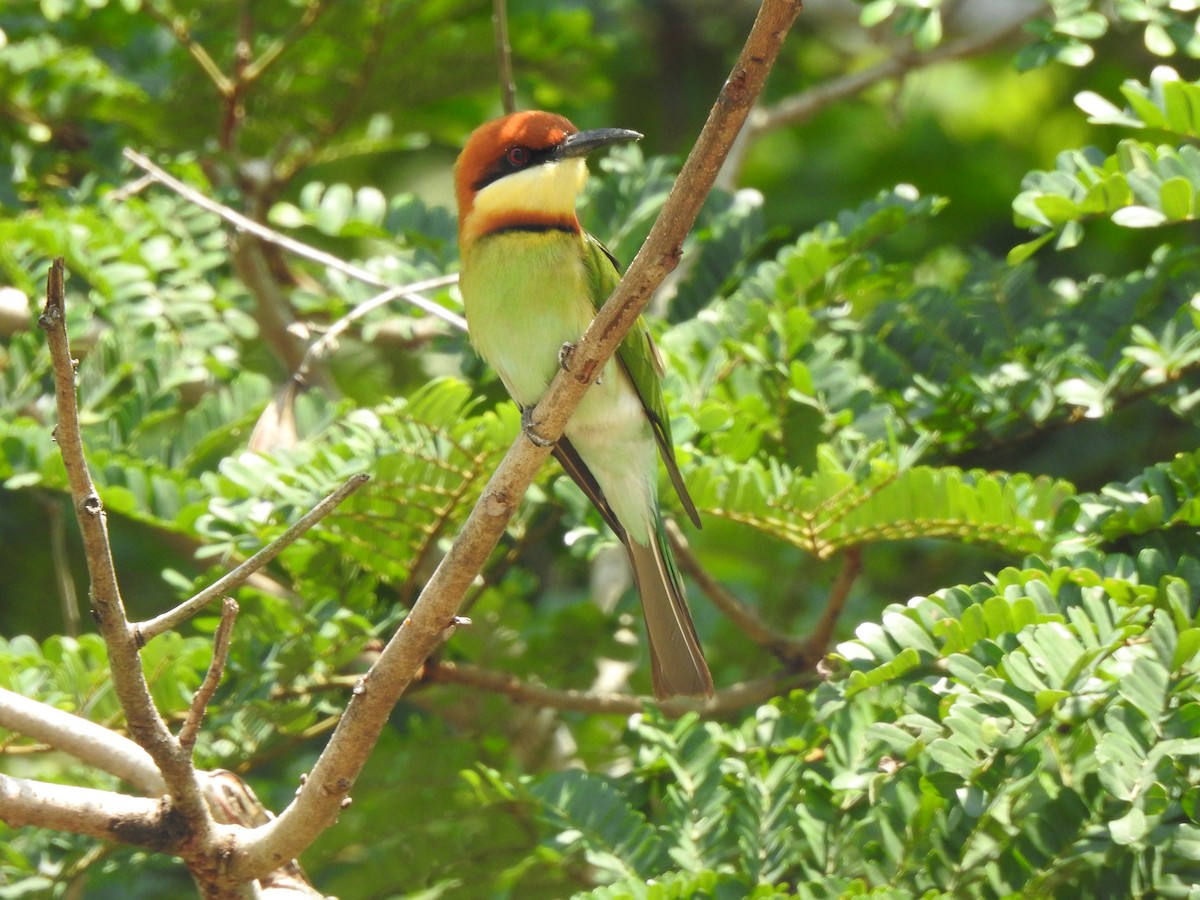 Chestnut-headed Bee-eater - ML631652626