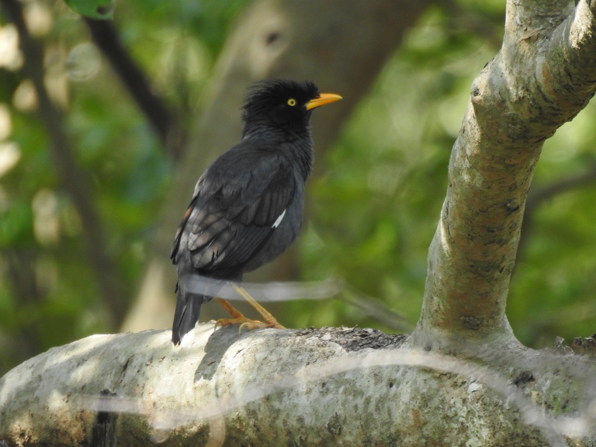 Jungle Myna - ML631652637