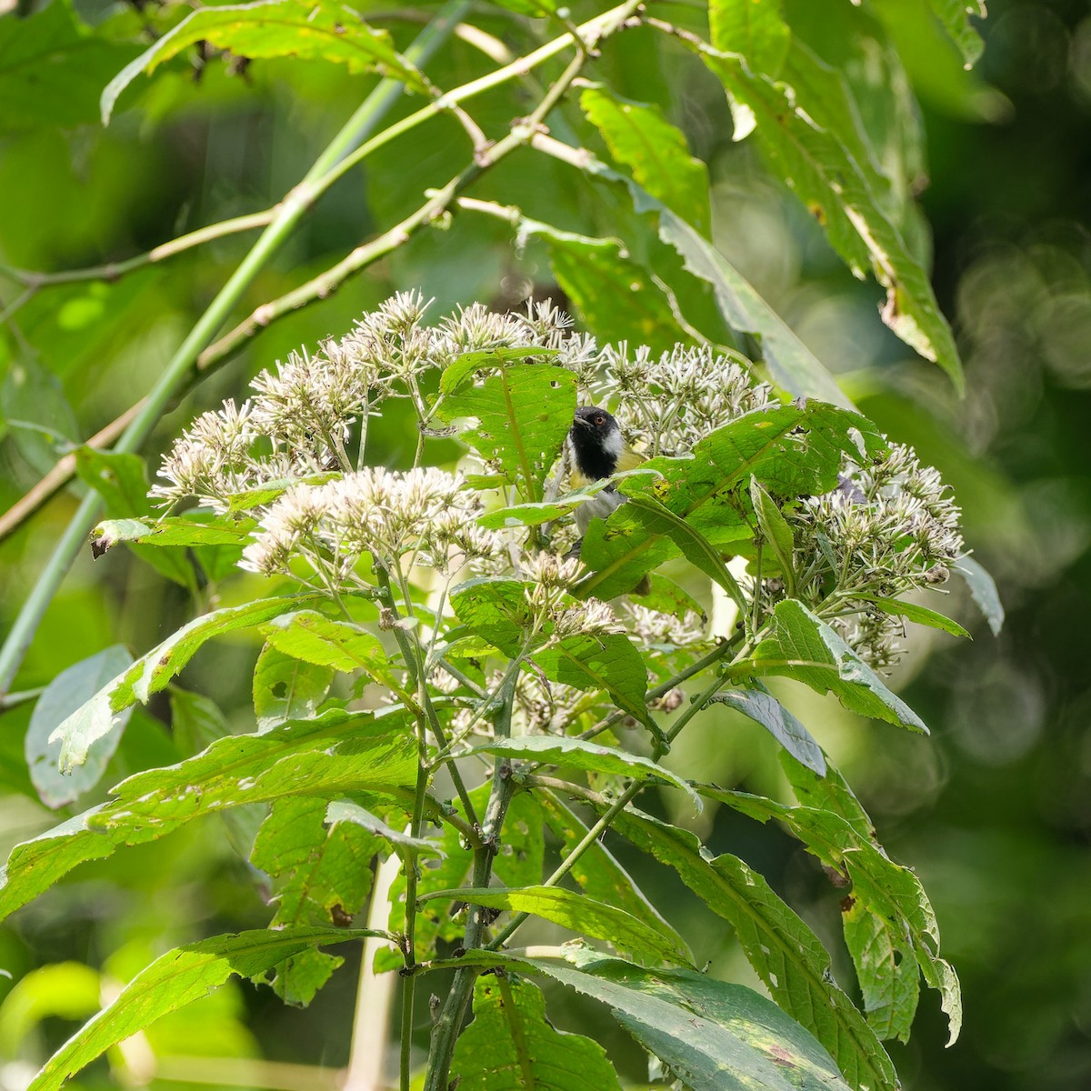Masked Apalis - ML631652675
