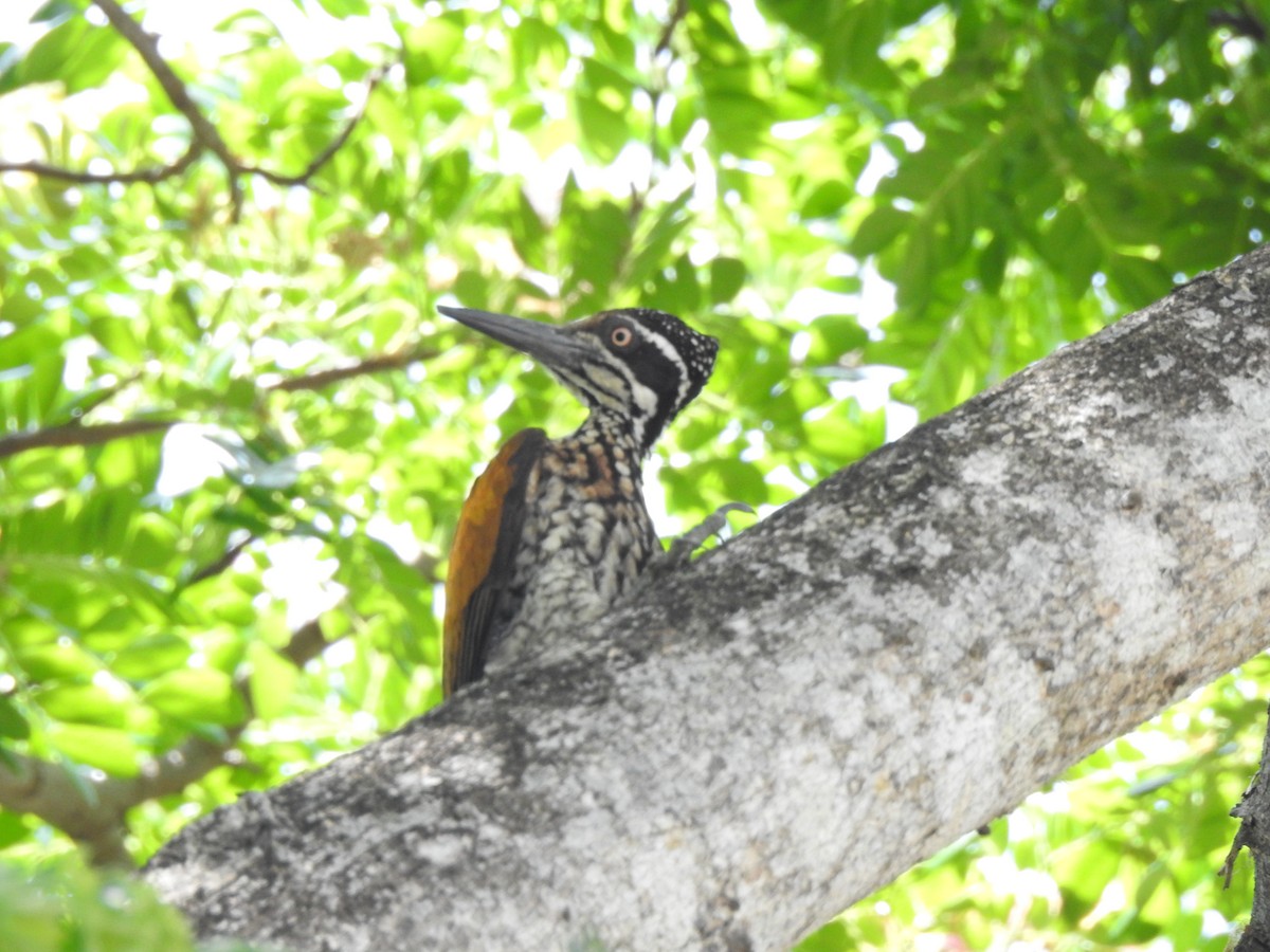 Greater Flameback - ML631652808
