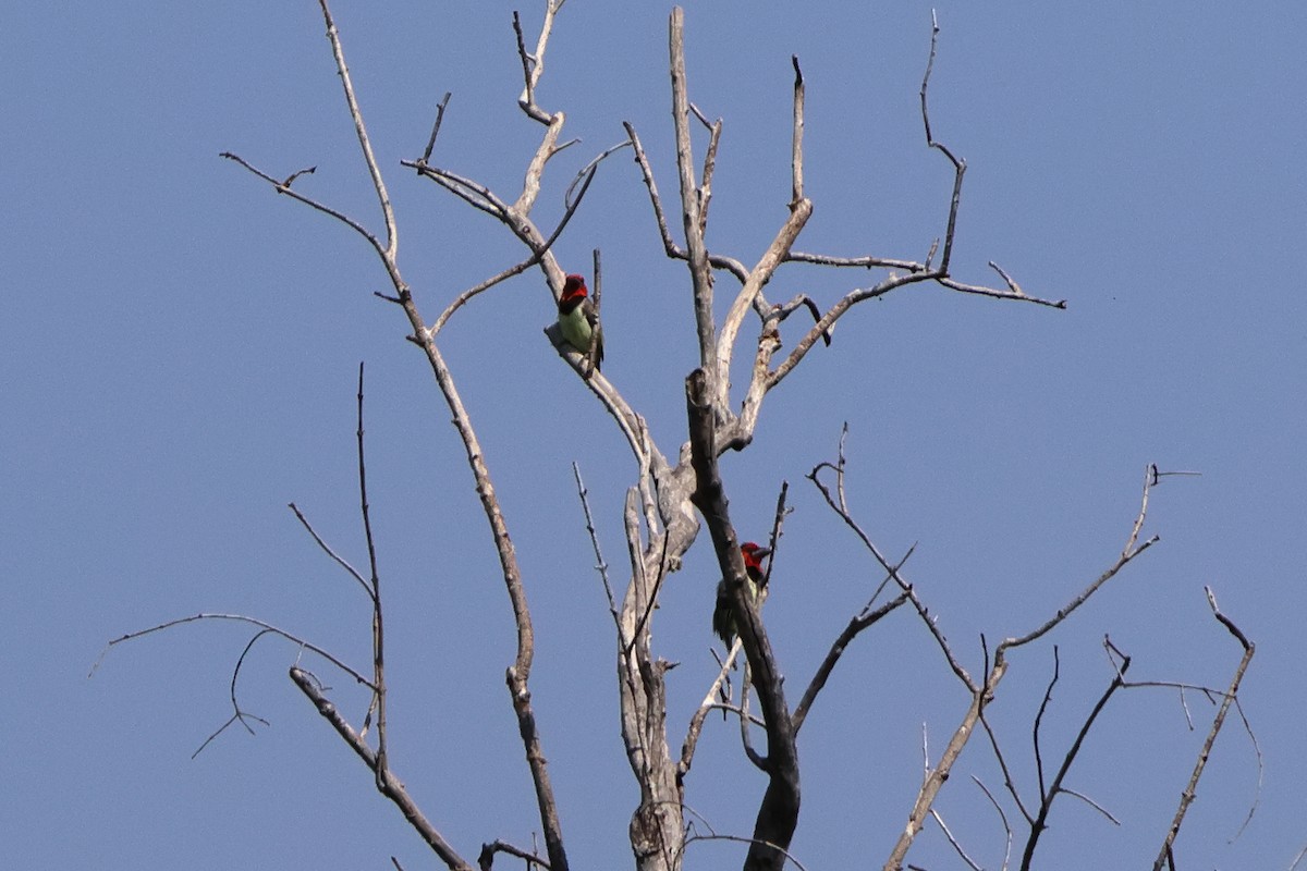 Black-collared Barbet - ML631652976