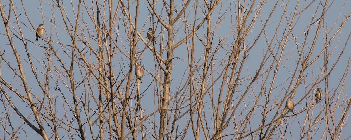 Алтан цэгцүүхэй - ML631653002