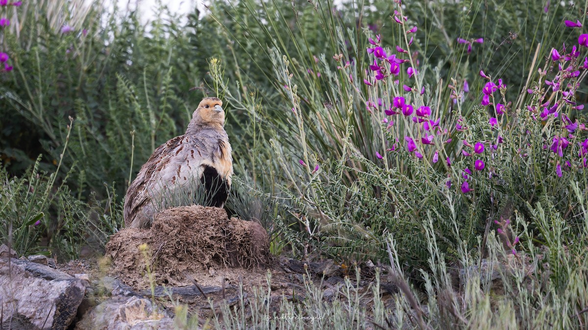 Daurian Partridge - ML631653404