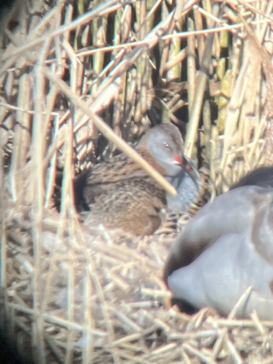 Water Rail - ML631653435