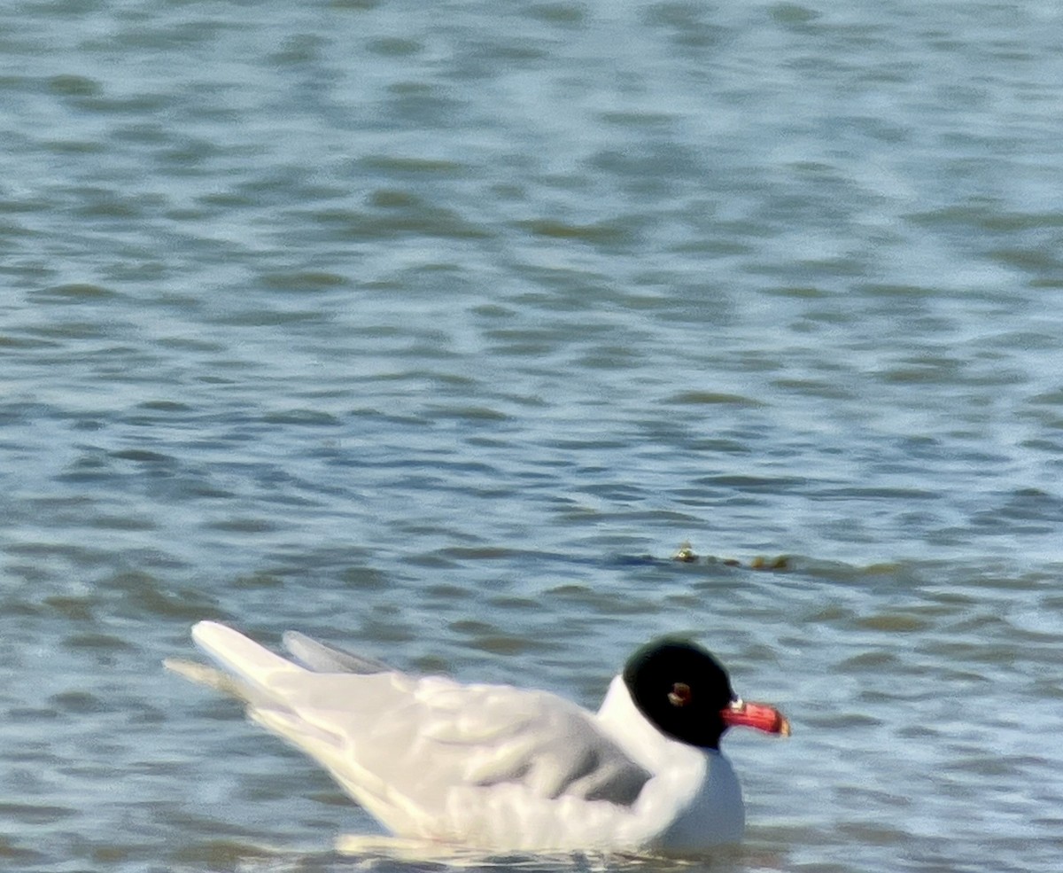 Mediterranean Gull - ML631653438