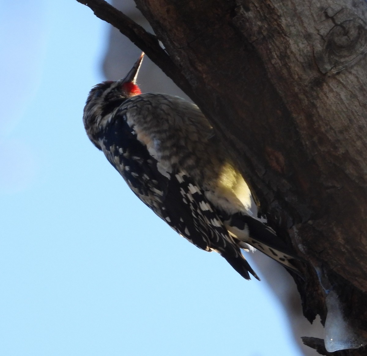 Yellow-bellied Sapsucker - ML631653561