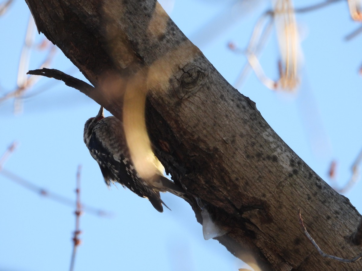 Yellow-bellied Sapsucker - ML631653562