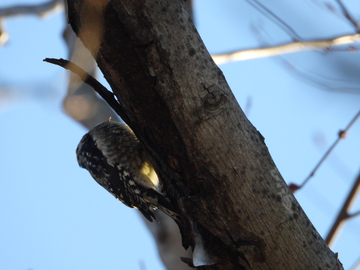Yellow-bellied Sapsucker - ML631653563
