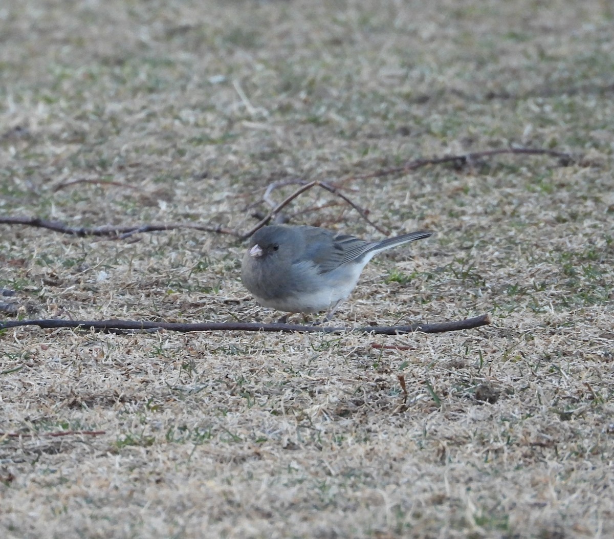 Dark-eyed Junco - ML631653575