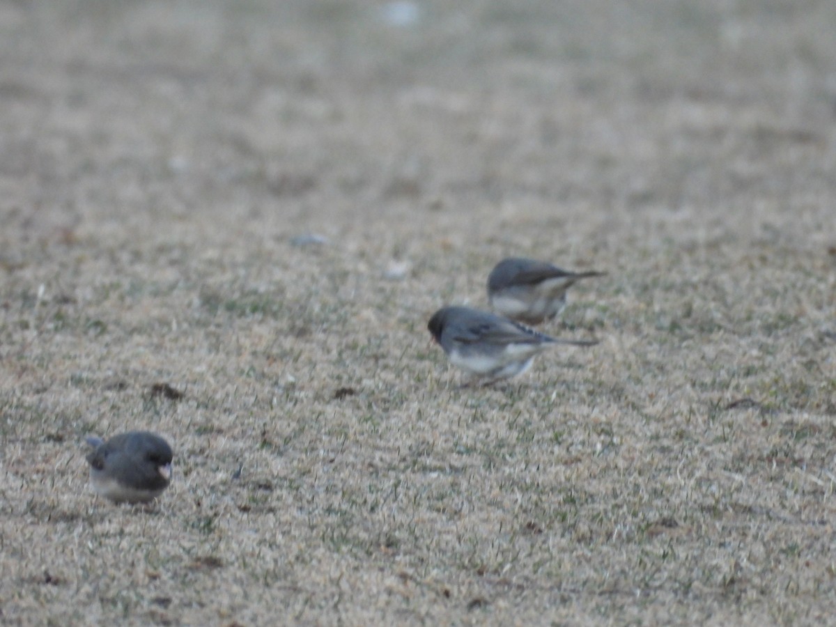 Dark-eyed Junco - ML631653576