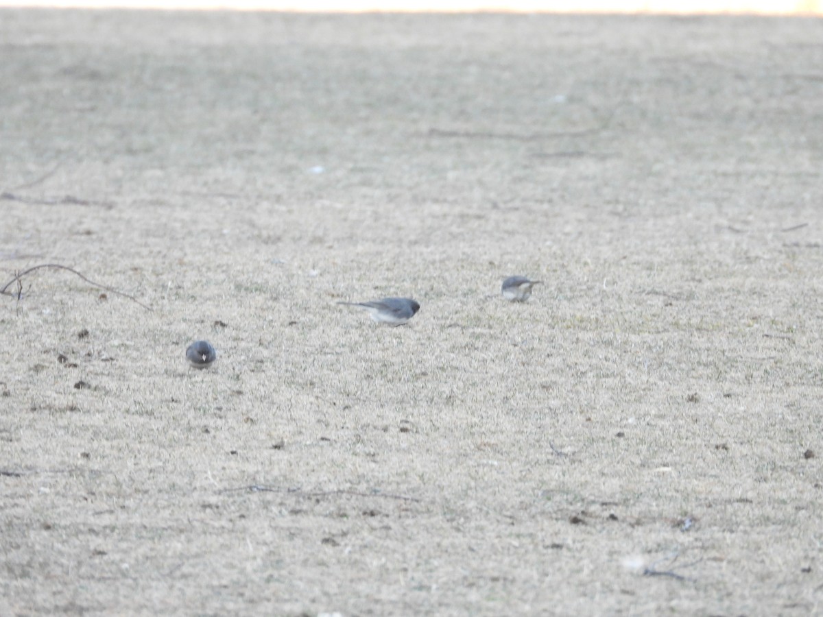 Dark-eyed Junco - ML631653577