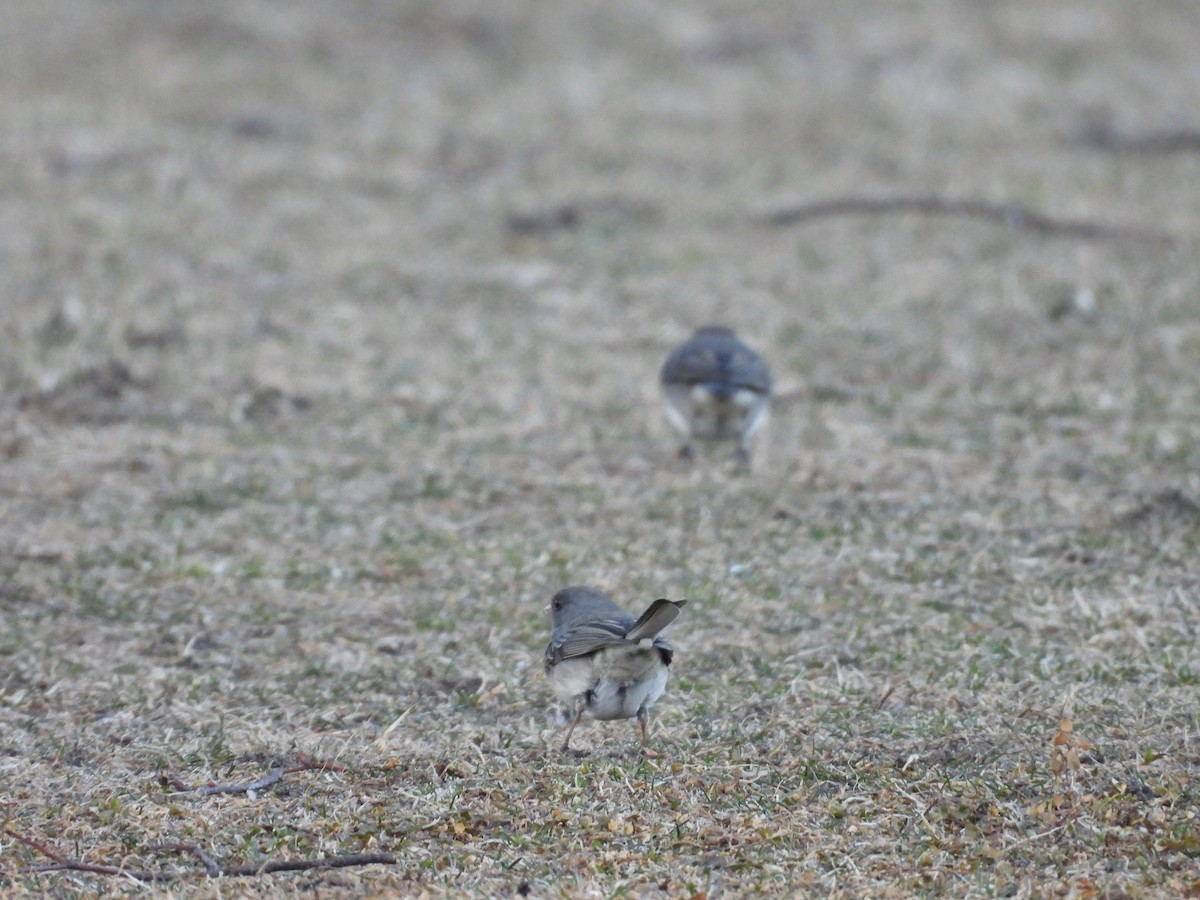 Dark-eyed Junco - ML631653578