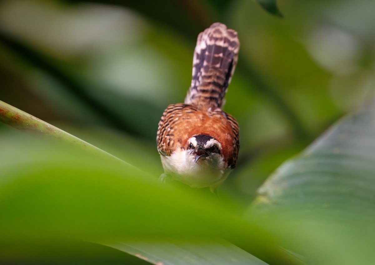 Rufous-backed Wren - ML631653710