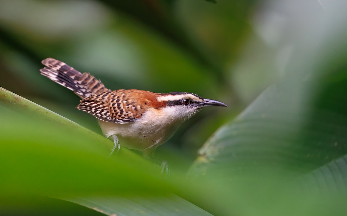 Rufous-backed Wren - ML631653711