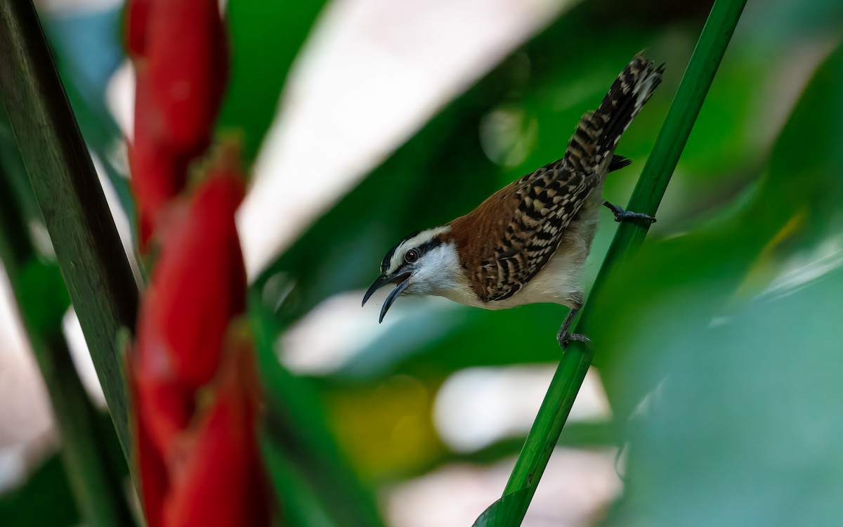 Rufous-backed Wren - ML631653712