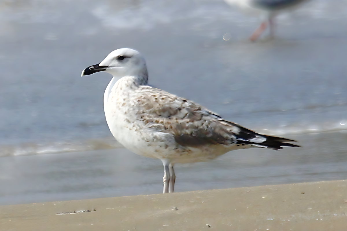 Pallas's Gull - ML631653715