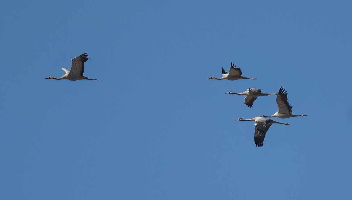Common Crane - ML631653904