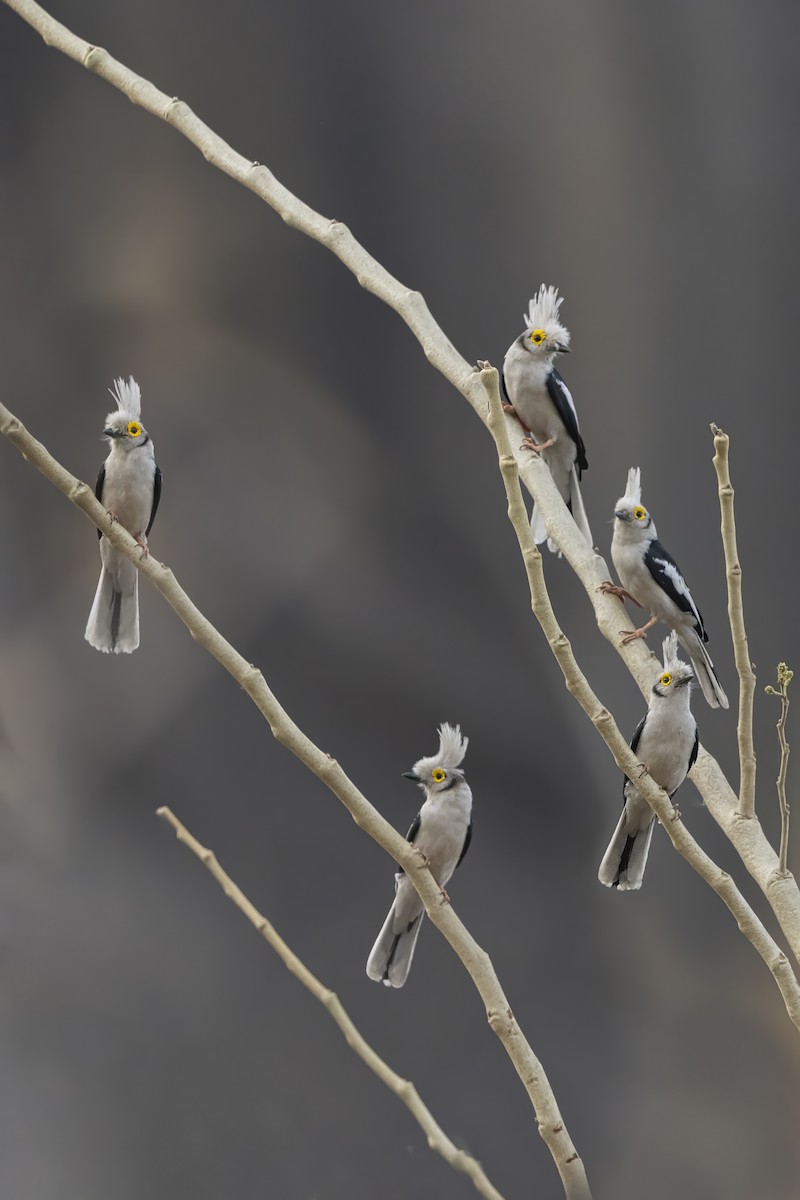 White-crested Helmetshrike (Long-crested) - ML631654370