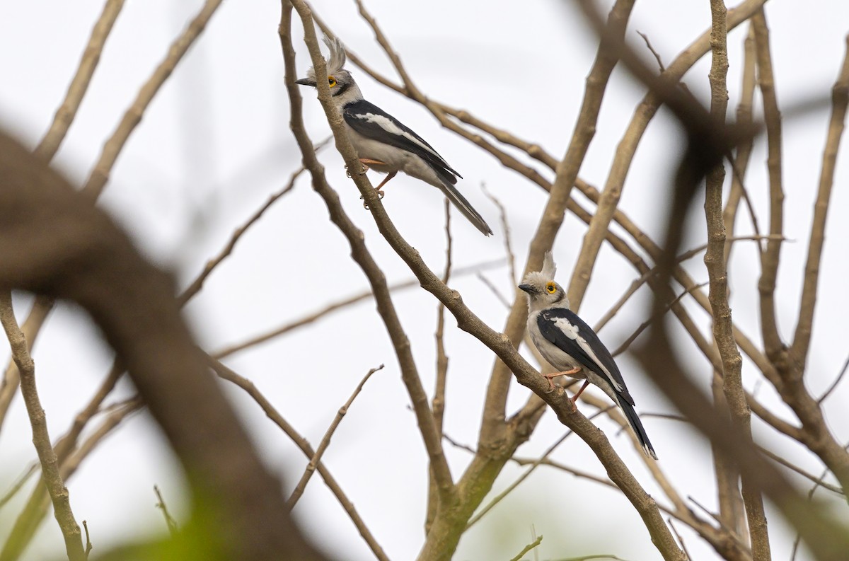 White-crested Helmetshrike (Long-crested) - ML631654371