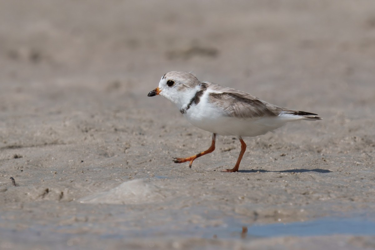 Piping Plover - ML631654682