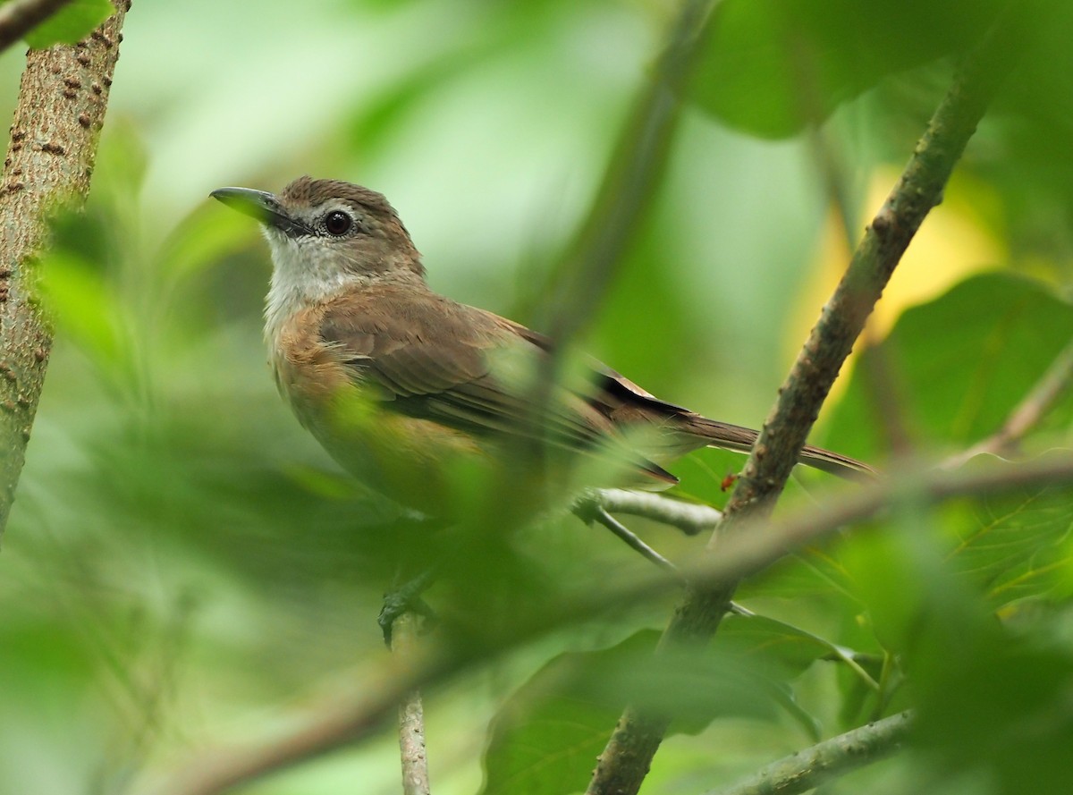 Arafura Shrikethrush - ML631654775