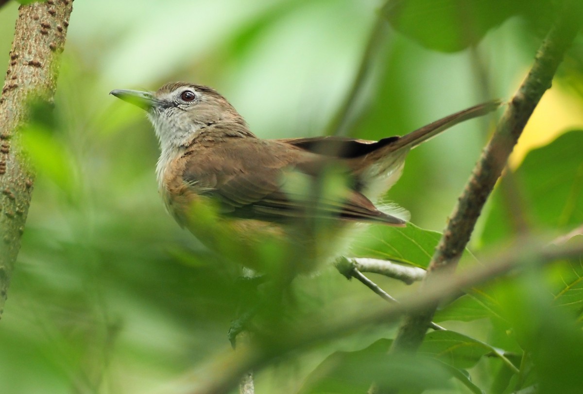 Arafura Shrikethrush - ML631654776