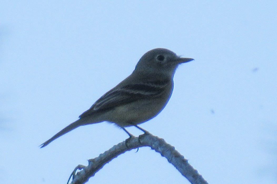 Gray/Dusky Flycatcher - ML631654920