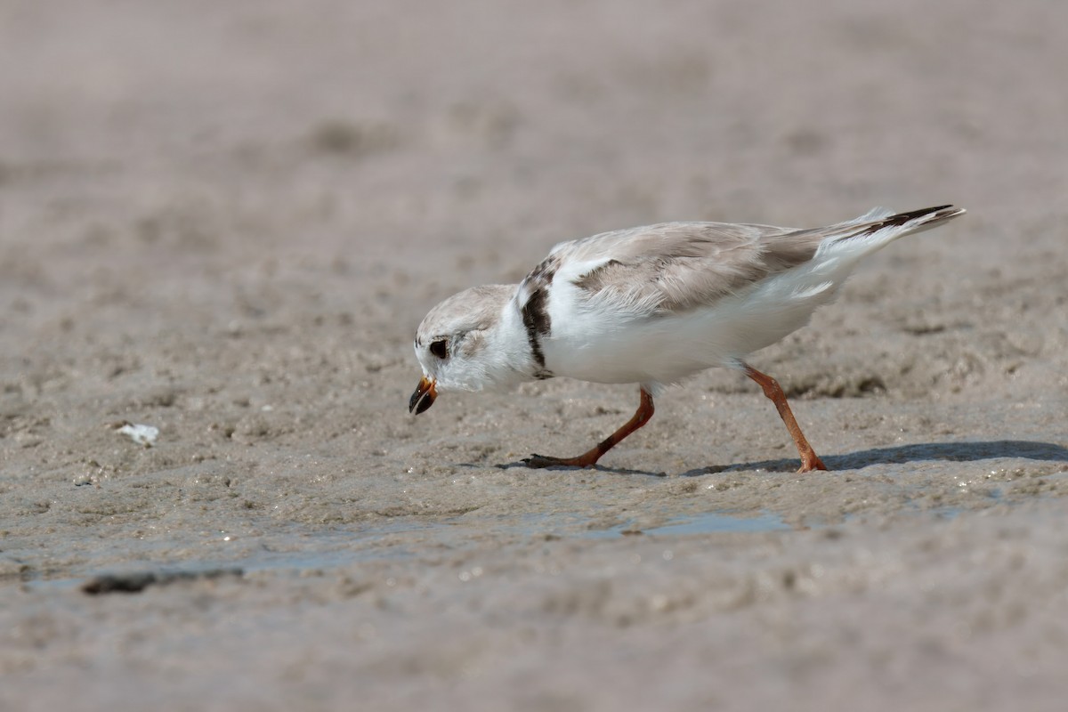Piping Plover - ML631655142