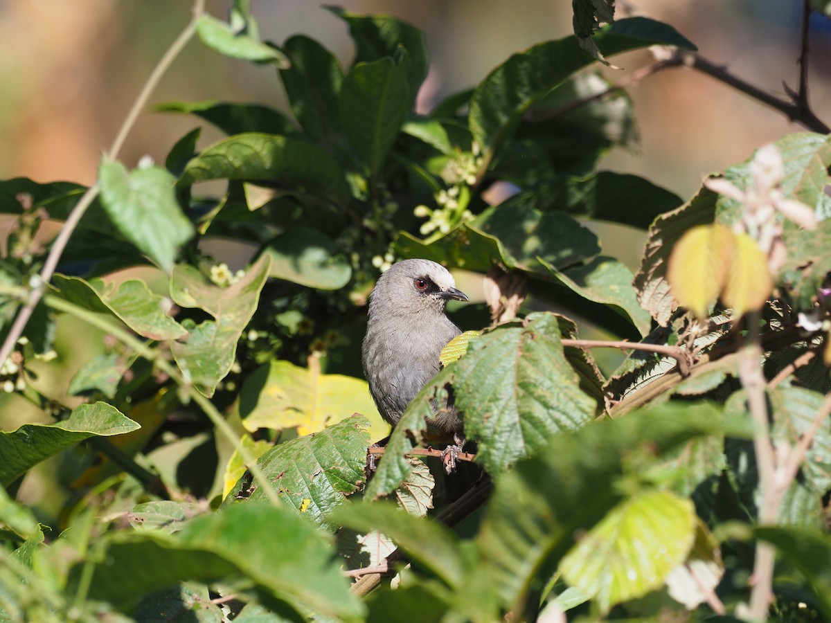Abyssinian Catbird - ML631655177