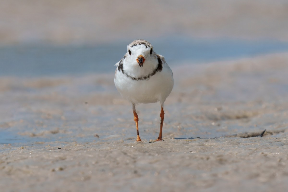 Piping Plover - ML631655191