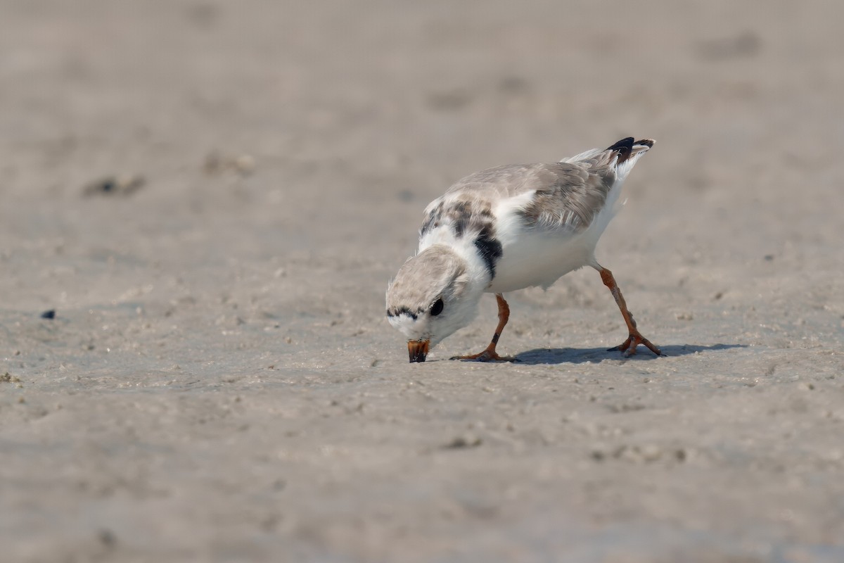 Piping Plover - ML631655226