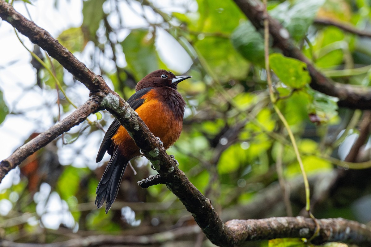 Martinique Oriole - ML631655238