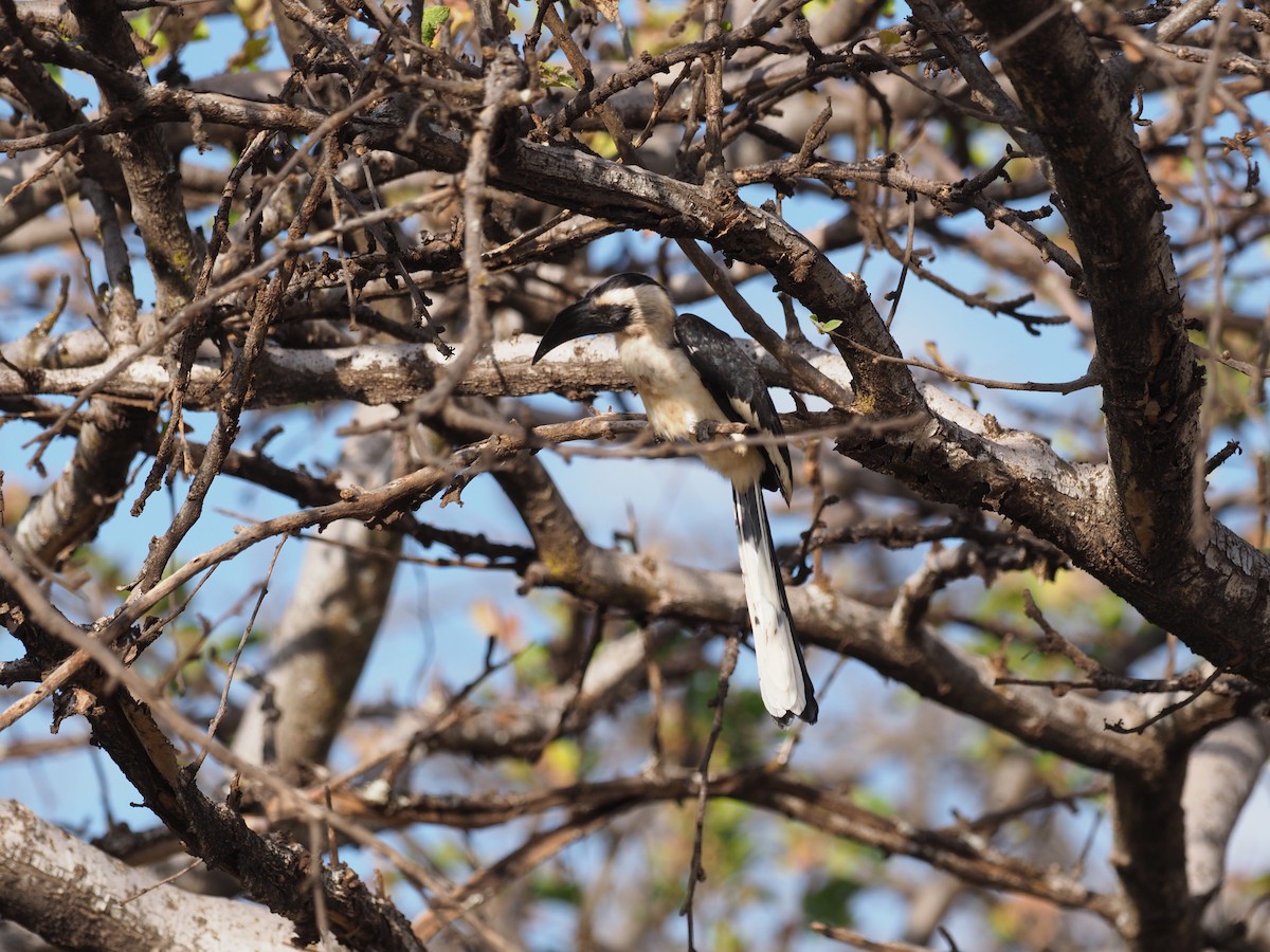 Von der Decken's Hornbill - ML631655318