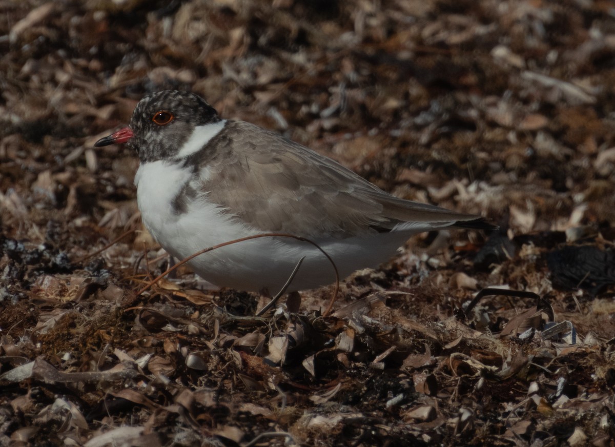 Hooded Plover - ML631655553