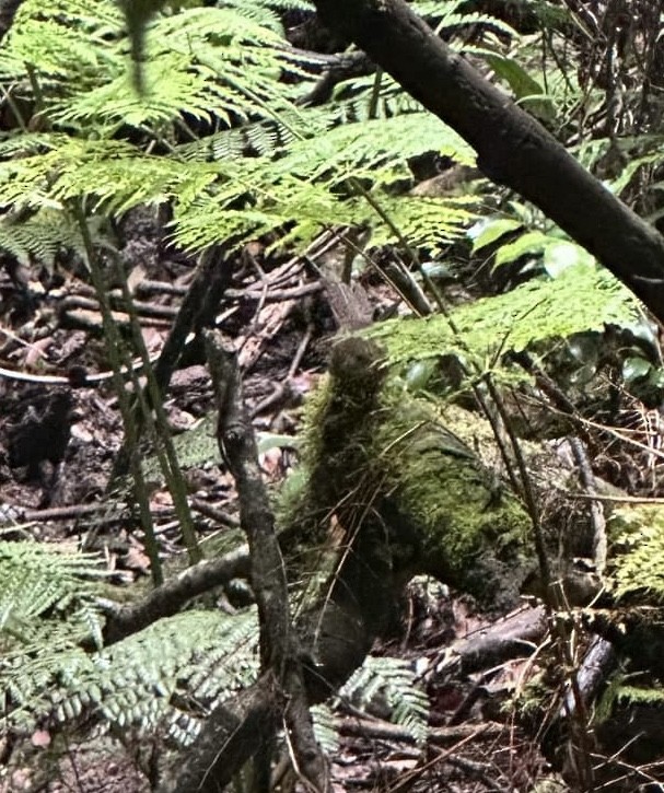 Rostdickichtvogel - ML631655644