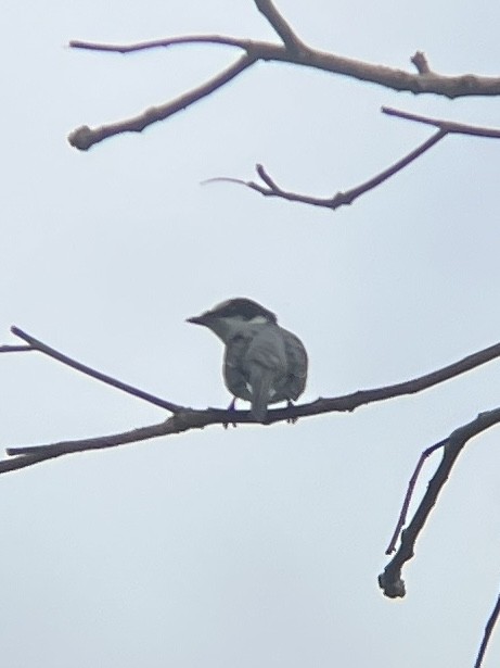 Ashy Minivet - ML631655684