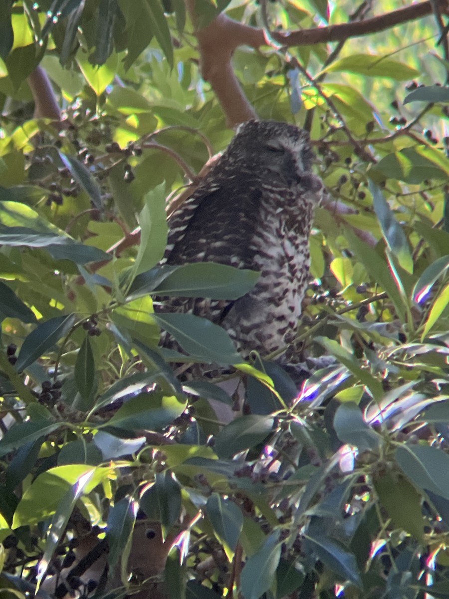Powerful Owl - ML631655731