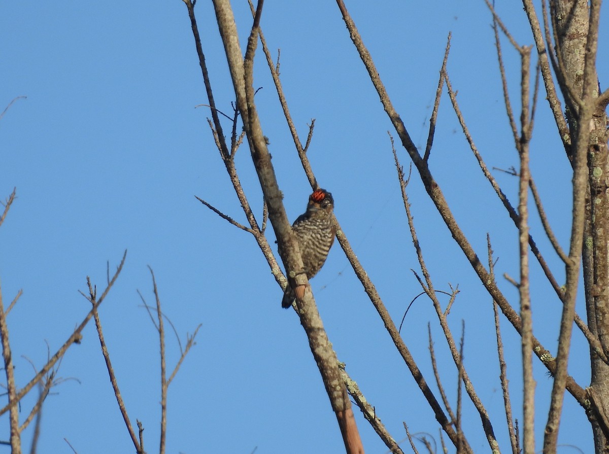 White-barred Piculet - ML631655842