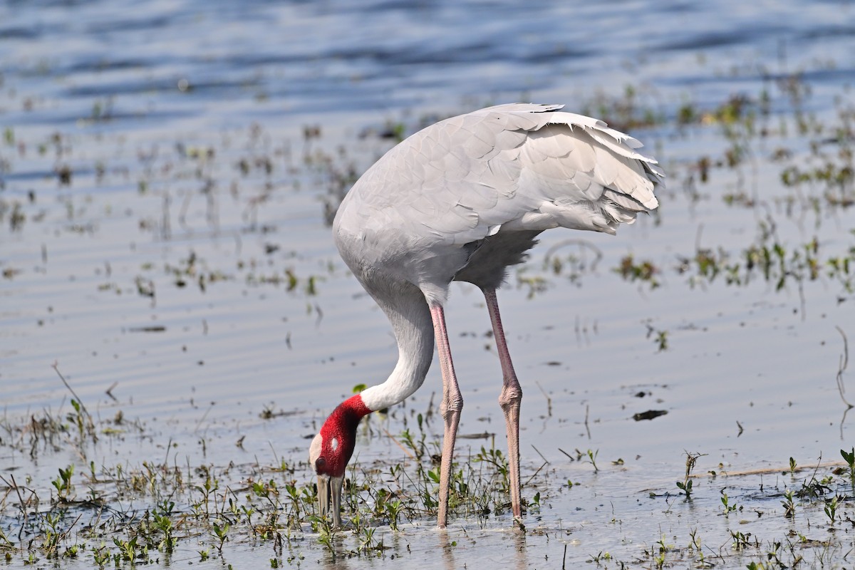 Grue antigone - ML631656016