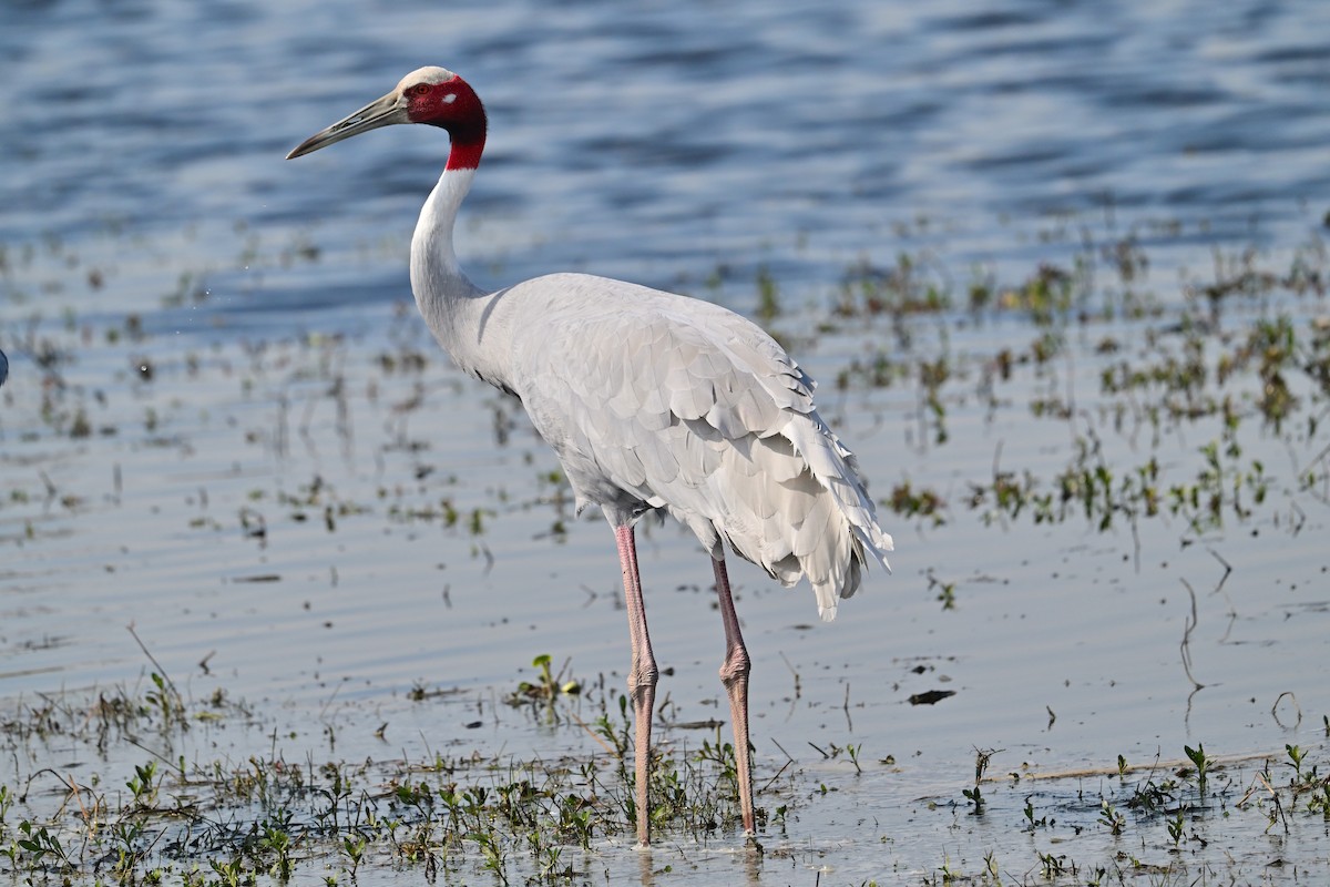 Grue antigone - ML631656017