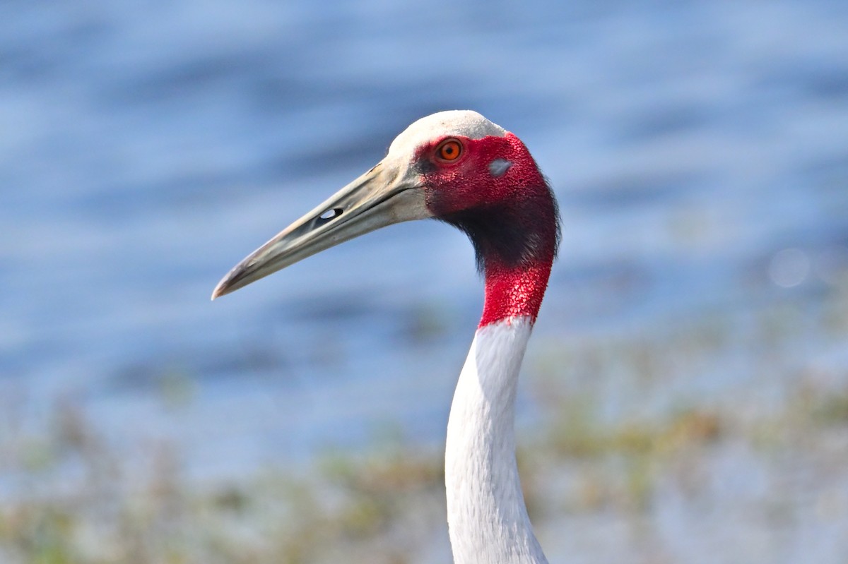 Grue antigone - ML631656052