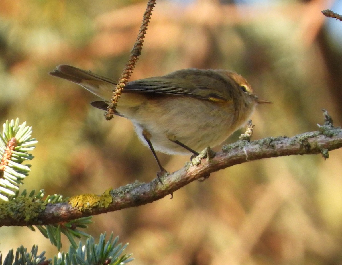 Common Chiffchaff - ML631656092