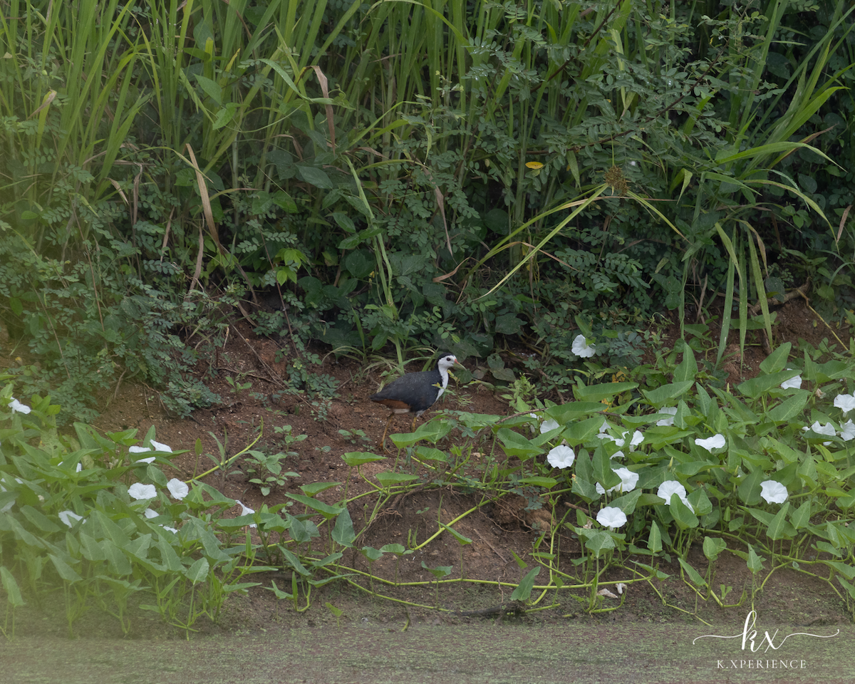 White-breasted Waterhen - ML631656096