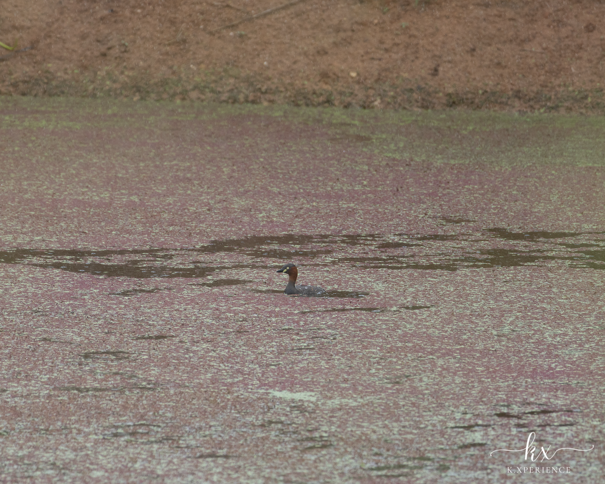 Txilinporta txikia - ML631656097