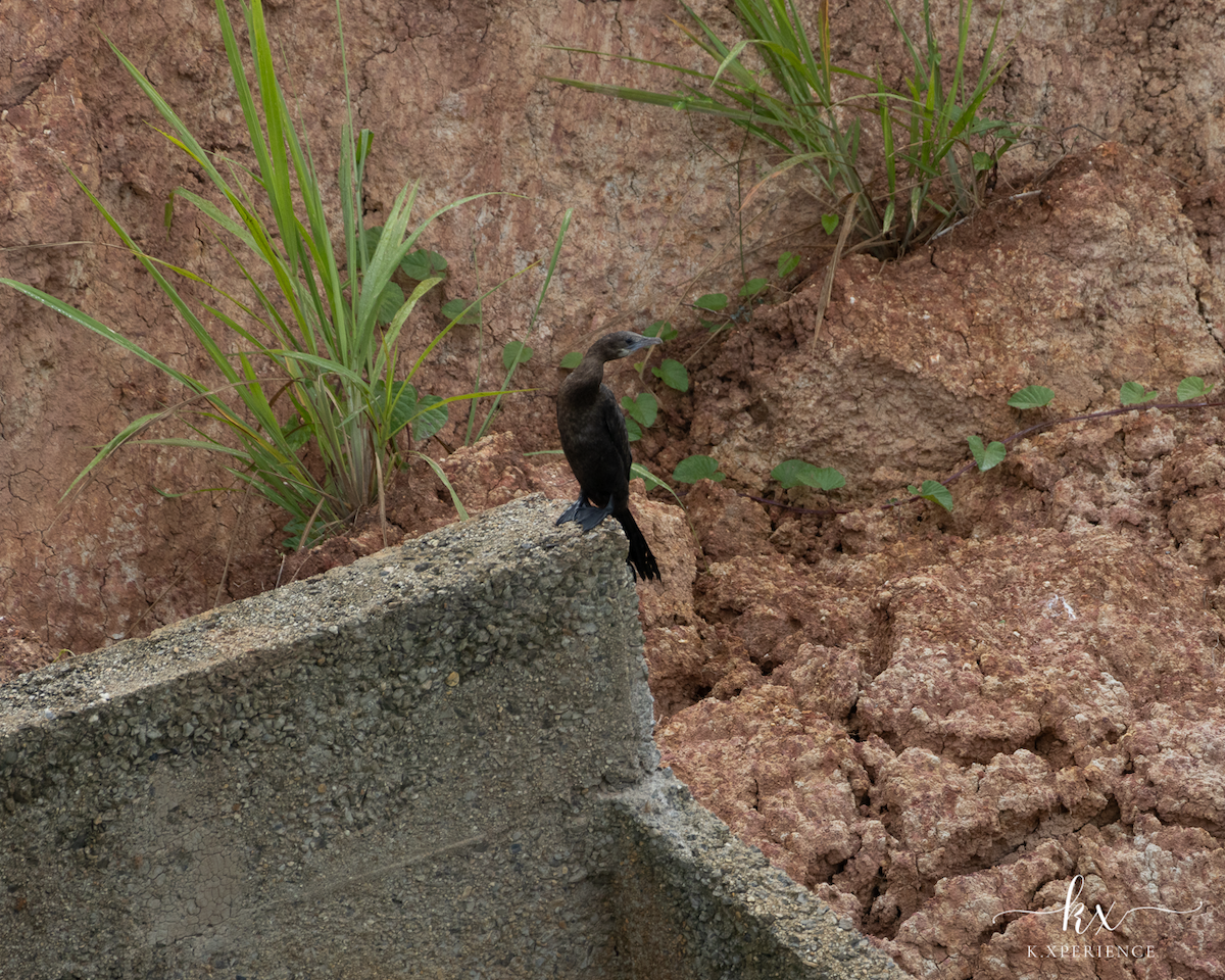 Little Cormorant - ML631656099