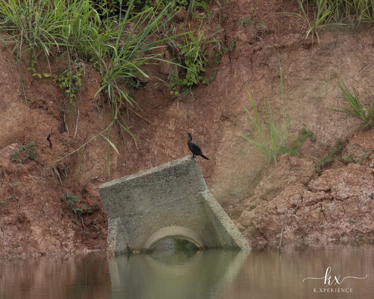 Little Cormorant - ML631656100